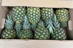 43e58e60-2a48-45f1-a2e4-3630ce386052